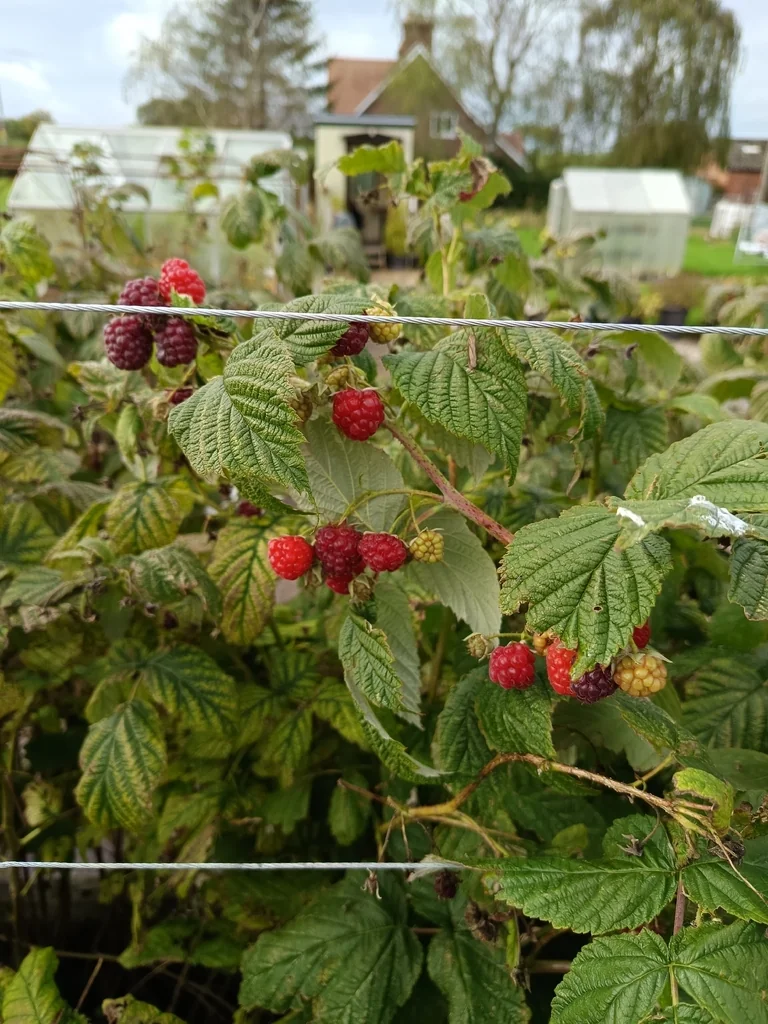 Rubus Idaeus