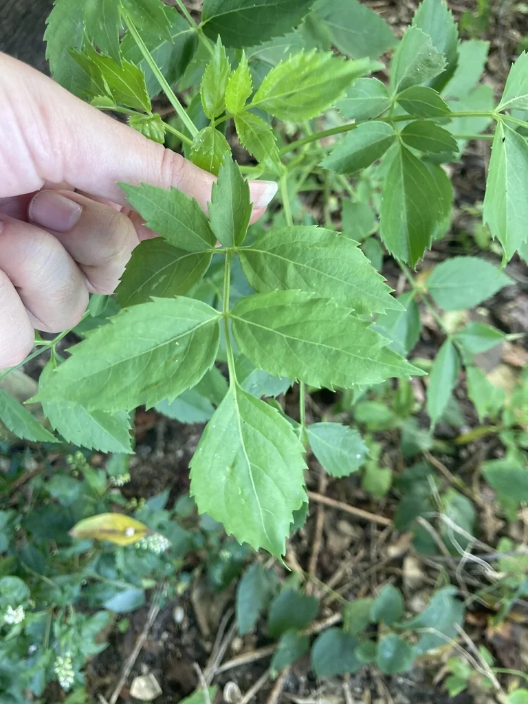 Sambucus Canadensis