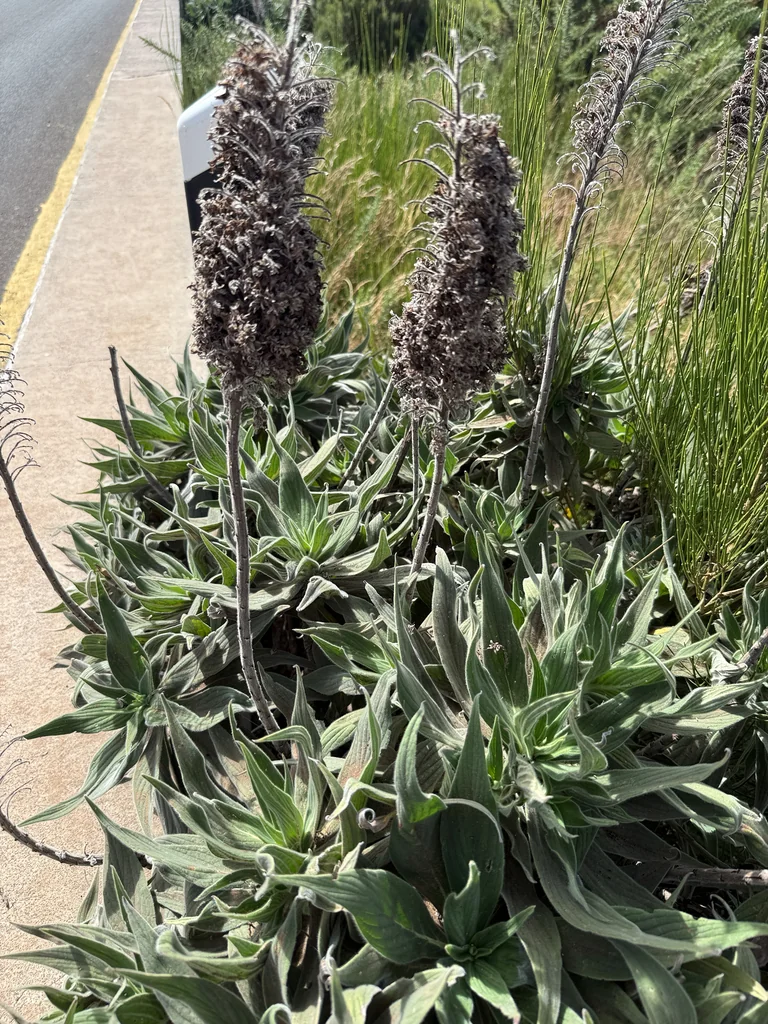 Echium Candicans