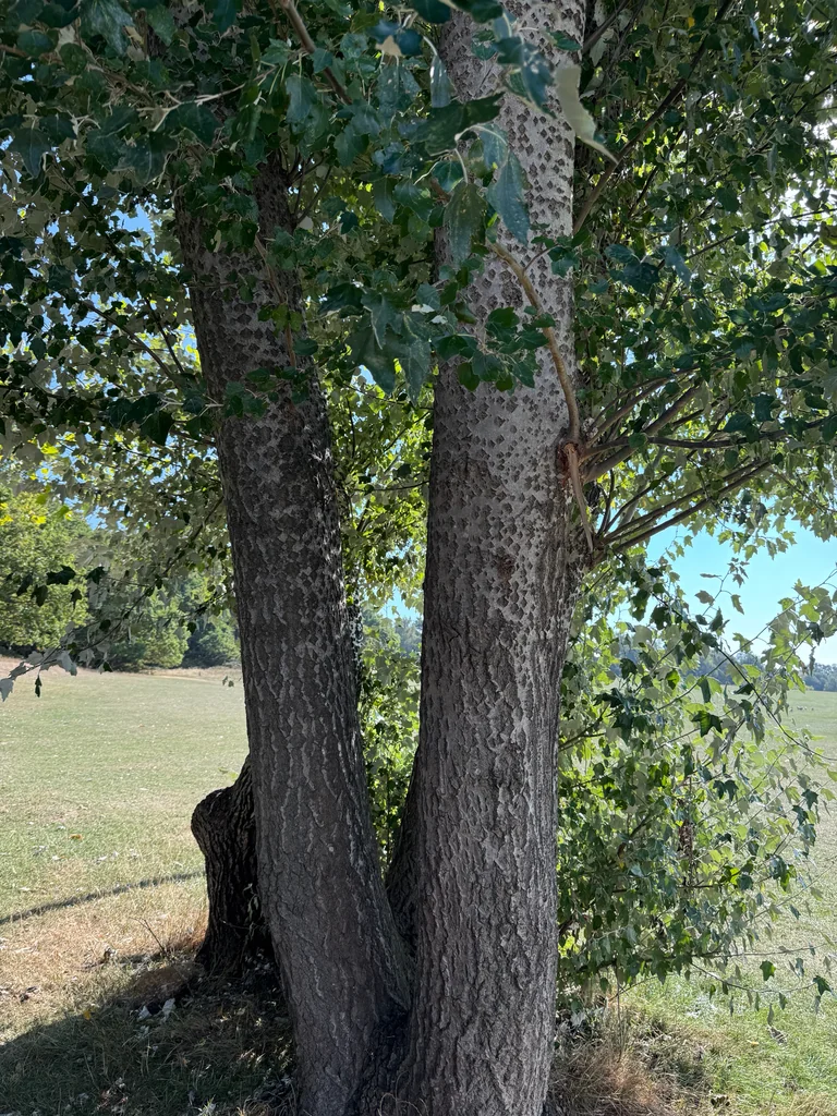 Populus Alba