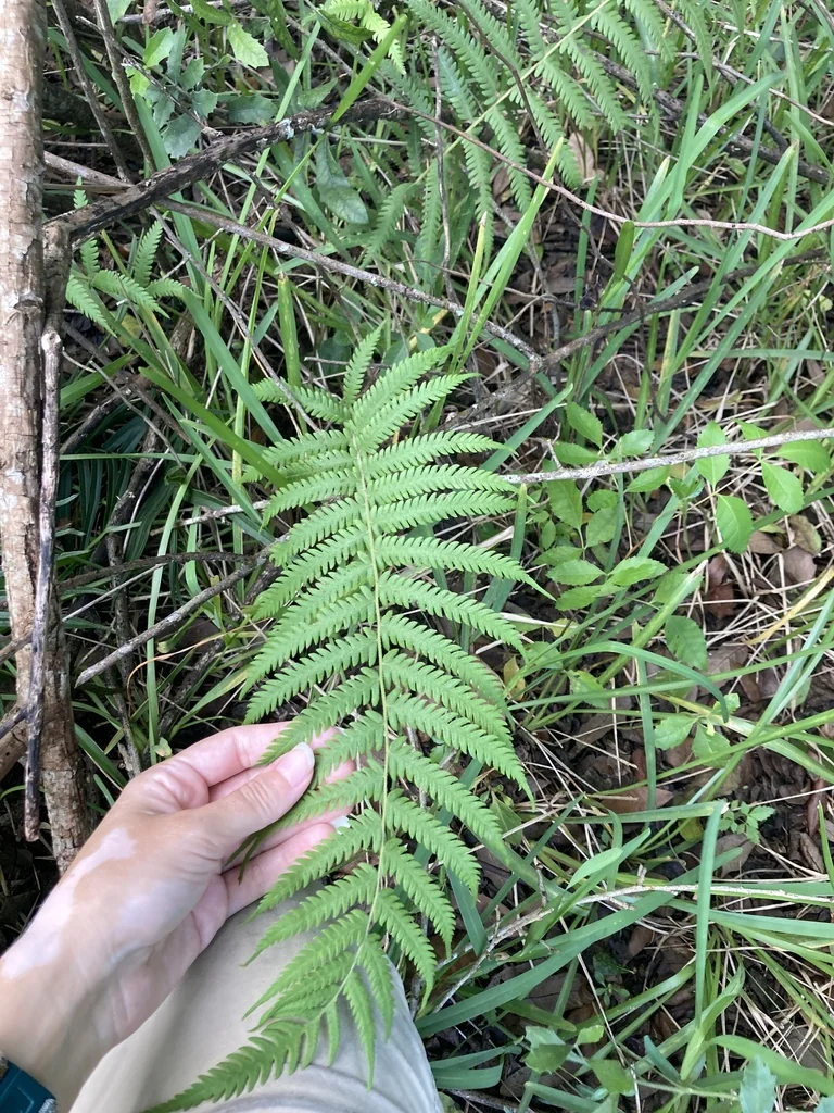 Thelypteris Normalis