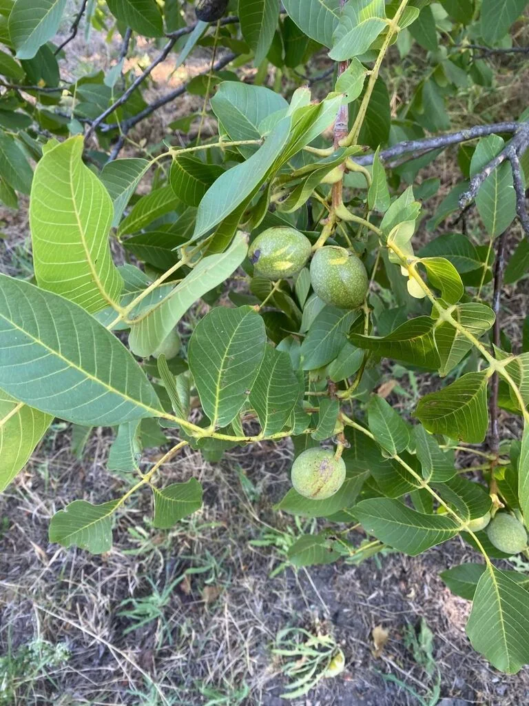 Juglans Regia