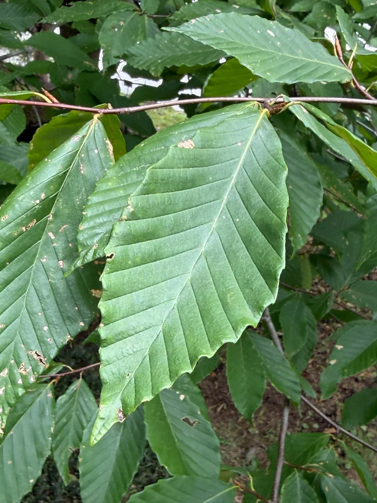 Fagus grandifolia