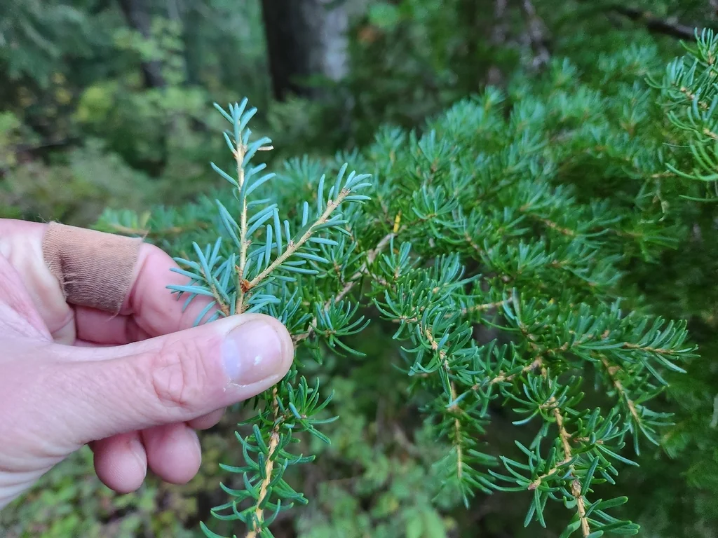 Tsuga Mertensiana