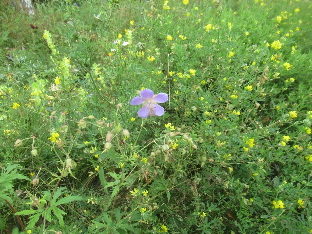 Geranium pratense