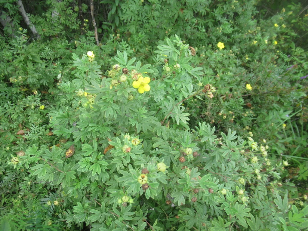 Potentilla fruticosa