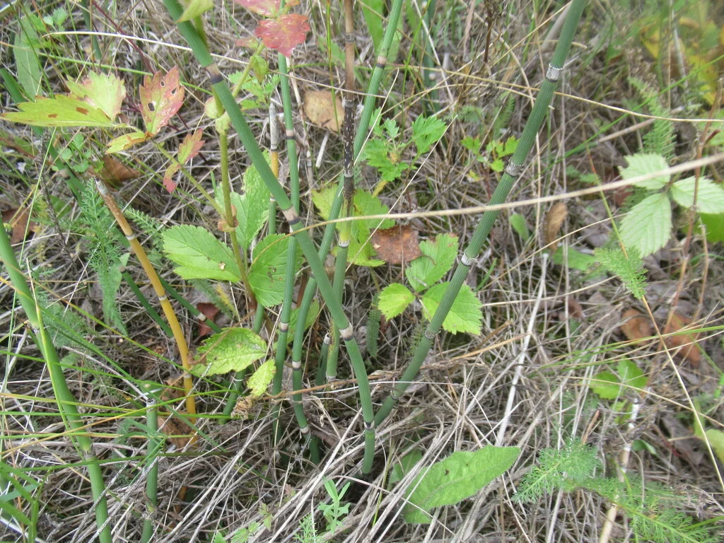 Equisetum Hyemale