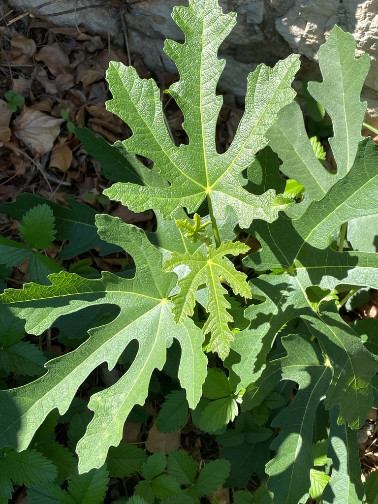 Ficus Carica