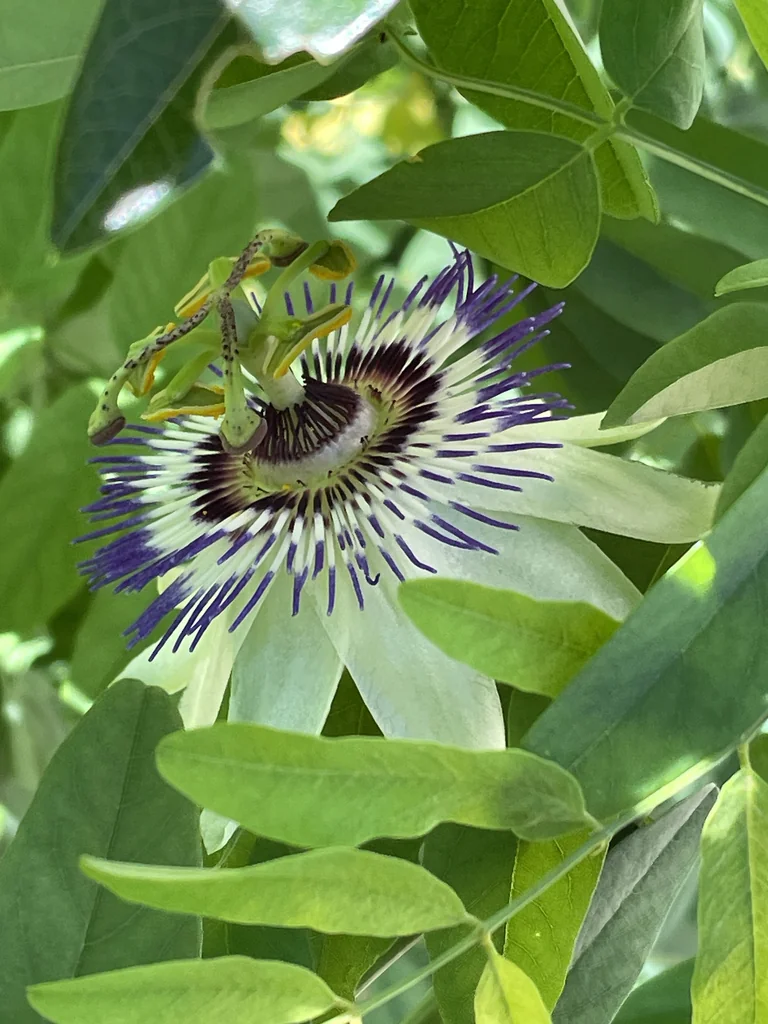 Passiflora Caerulea