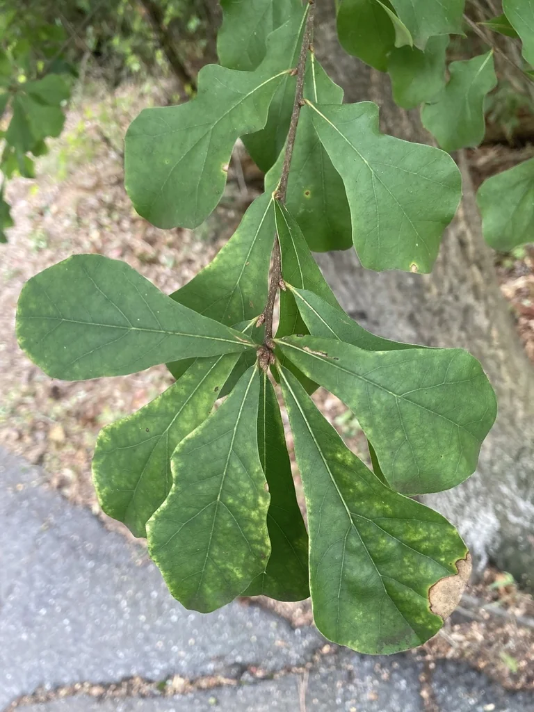 Quercus Phellos