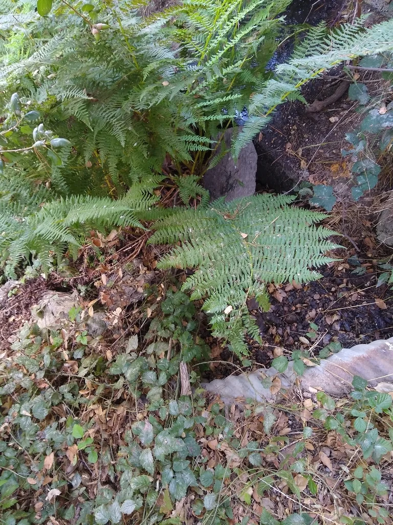 Athyrium filix-femina