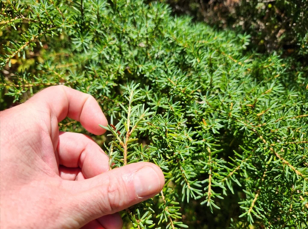 Tsuga Mertensiana