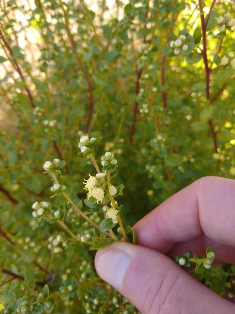 Baccharis Pilularis