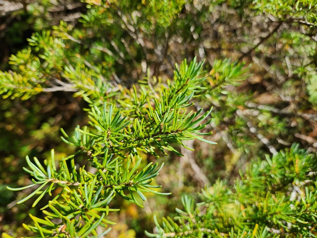 Tsuga Mertensiana