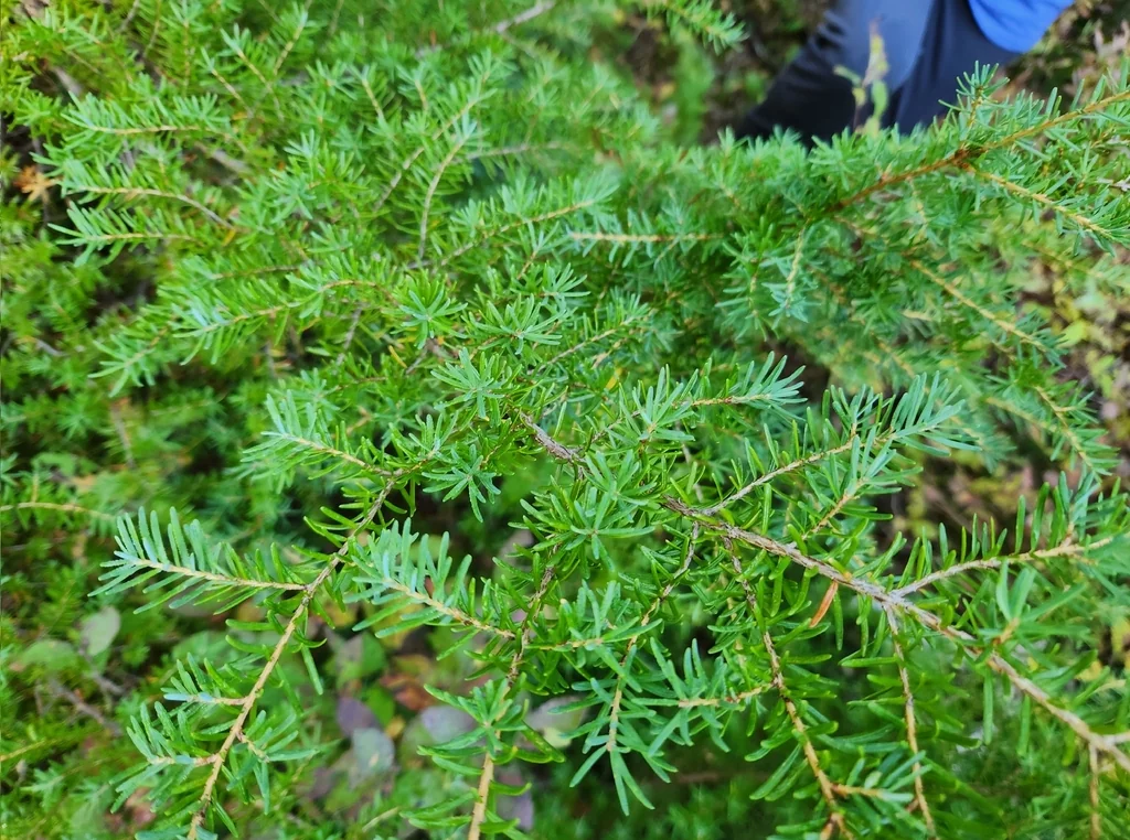 Tsuga Mertensiana