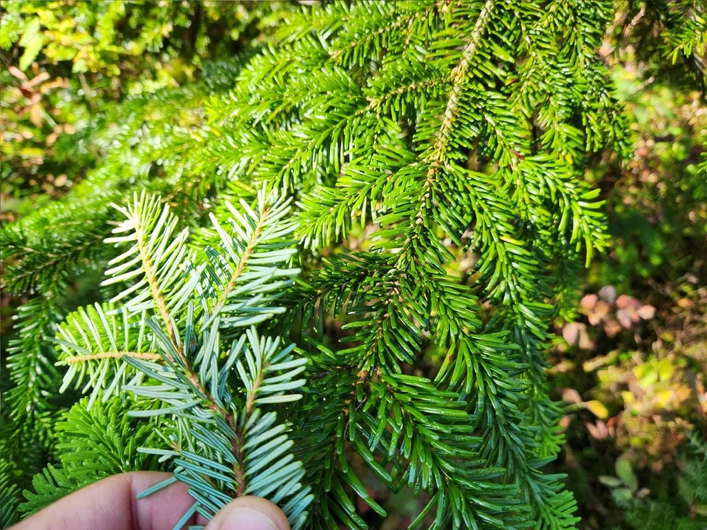 Abies Amabilis