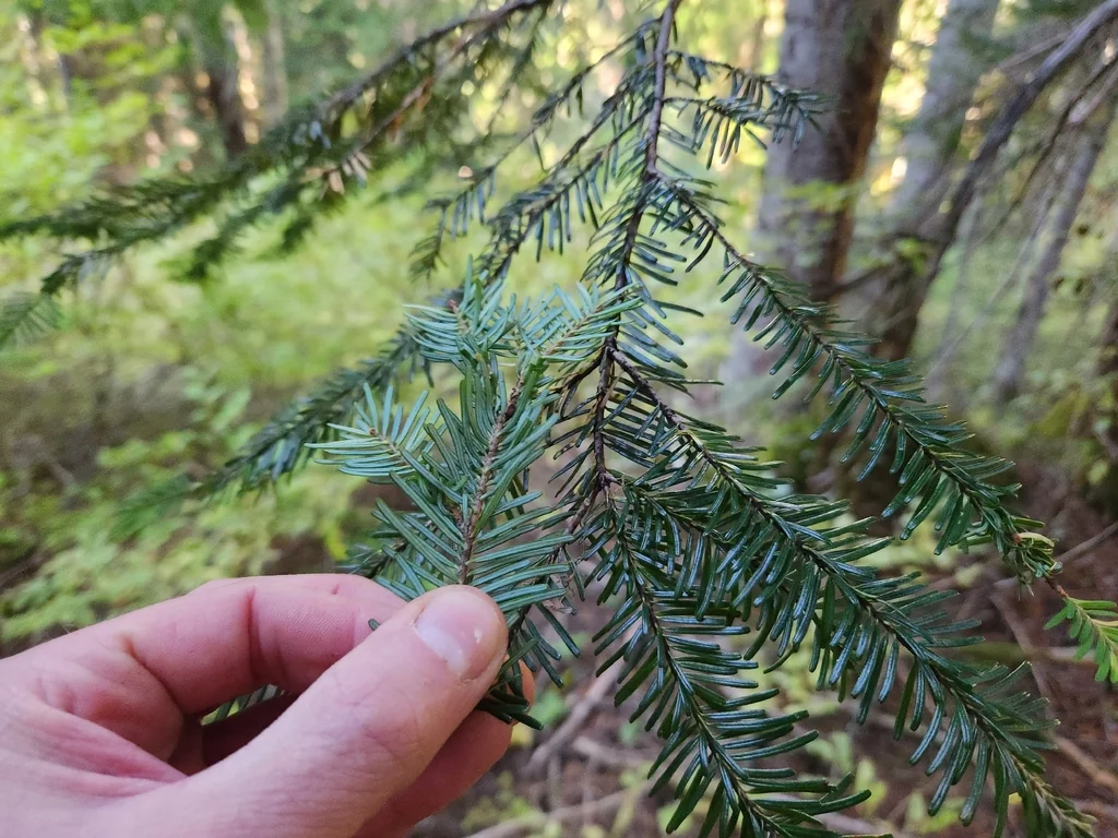 Abies Amabilis