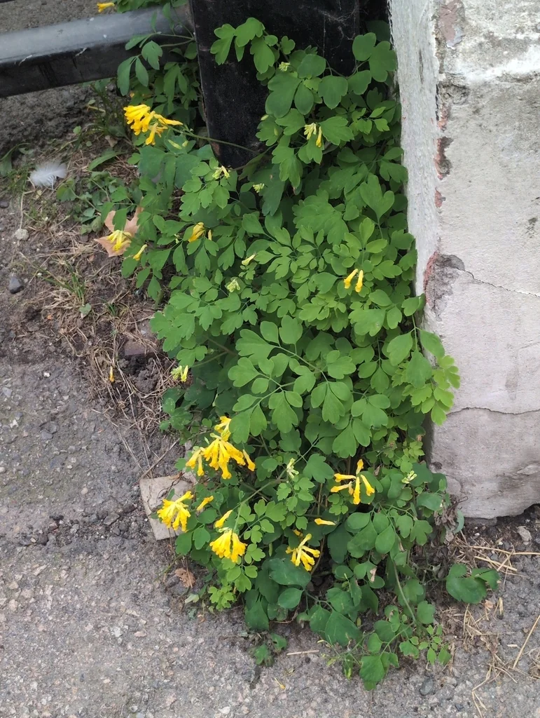 Corydalis Lutea