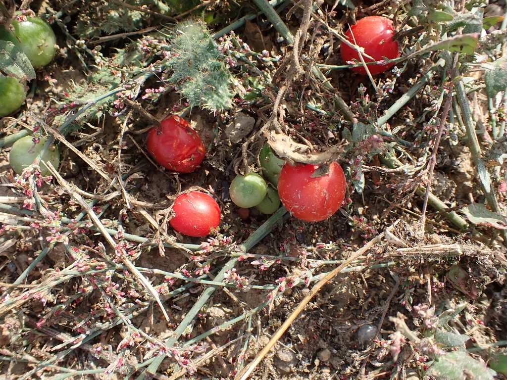 Solanum lycopersicum