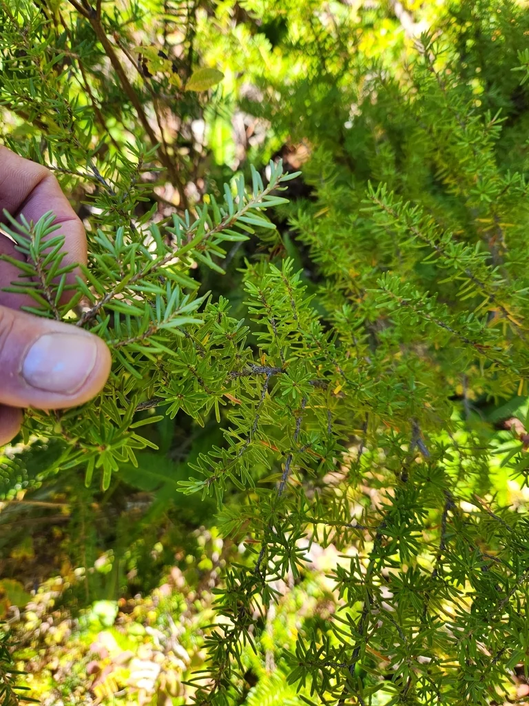 Tsuga Mertensiana