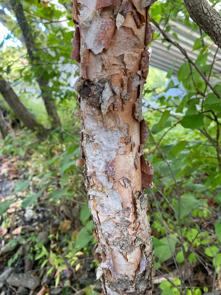 Betula Nigra