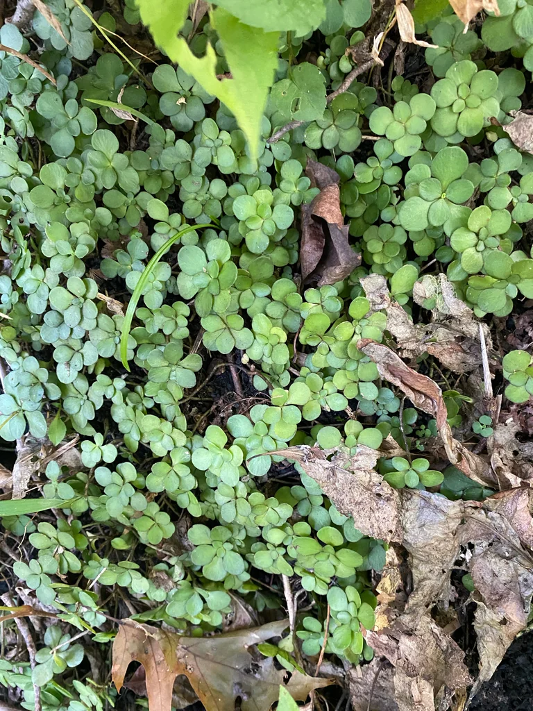 Sedum Ternatum