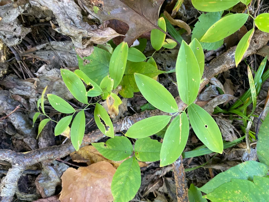 Uvularia Sessilifolia
