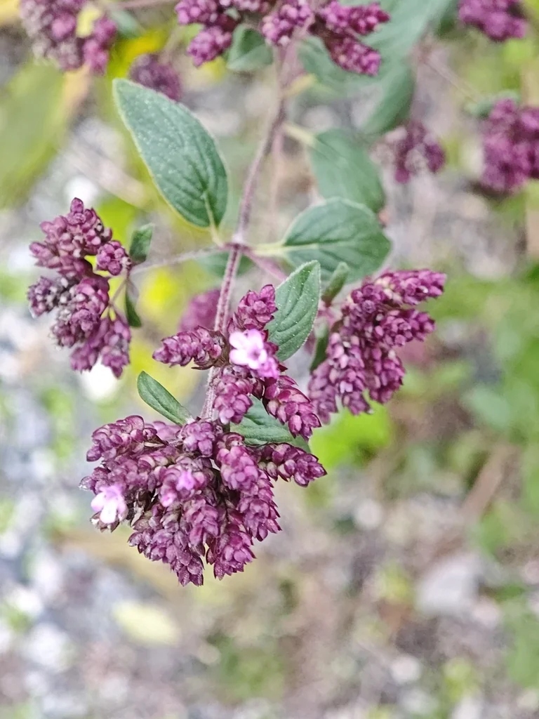 Origanum Vulgare