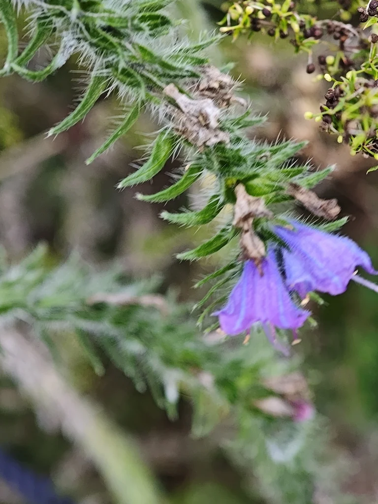 Echium Vulgare
