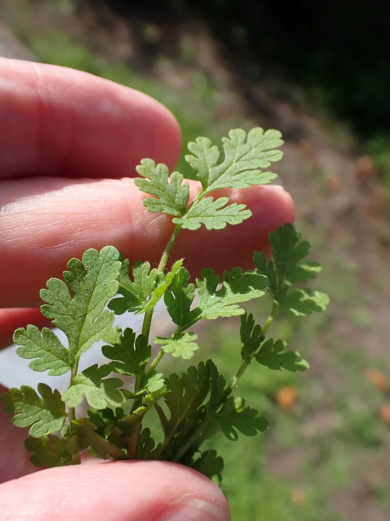 Tanacetum Parthenium