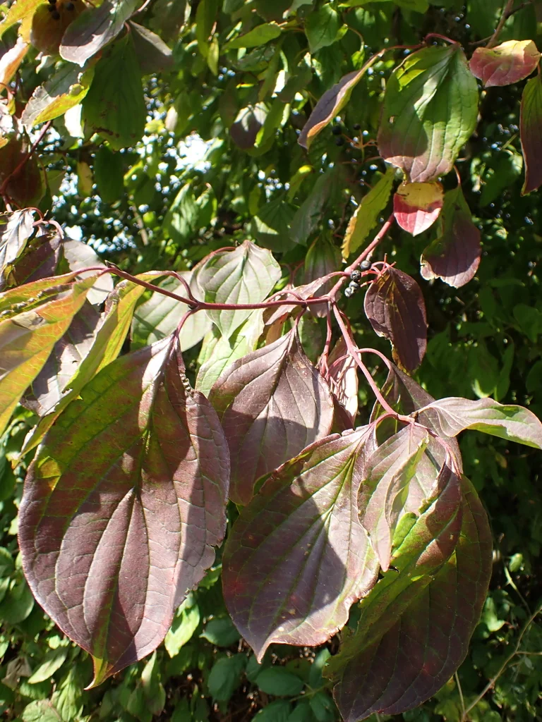 Cornus sanguinea