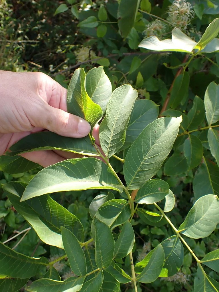 Juglans Regia