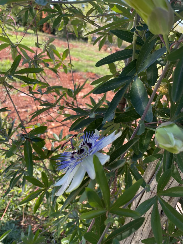 Passiflora Caerulea