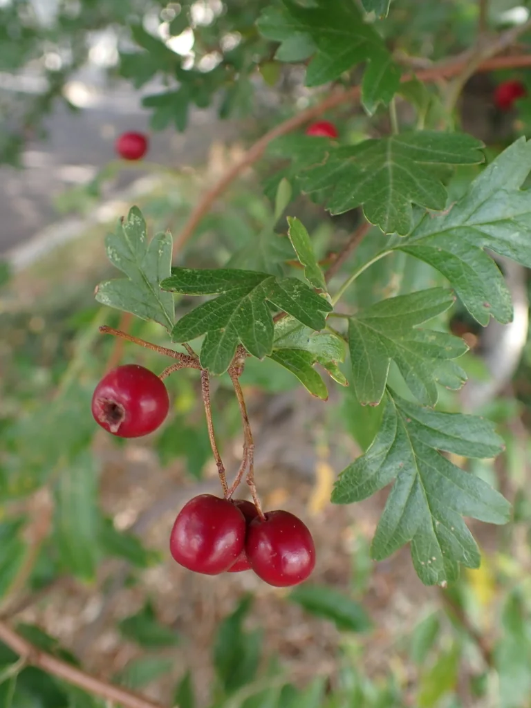Crataegus Monogyna