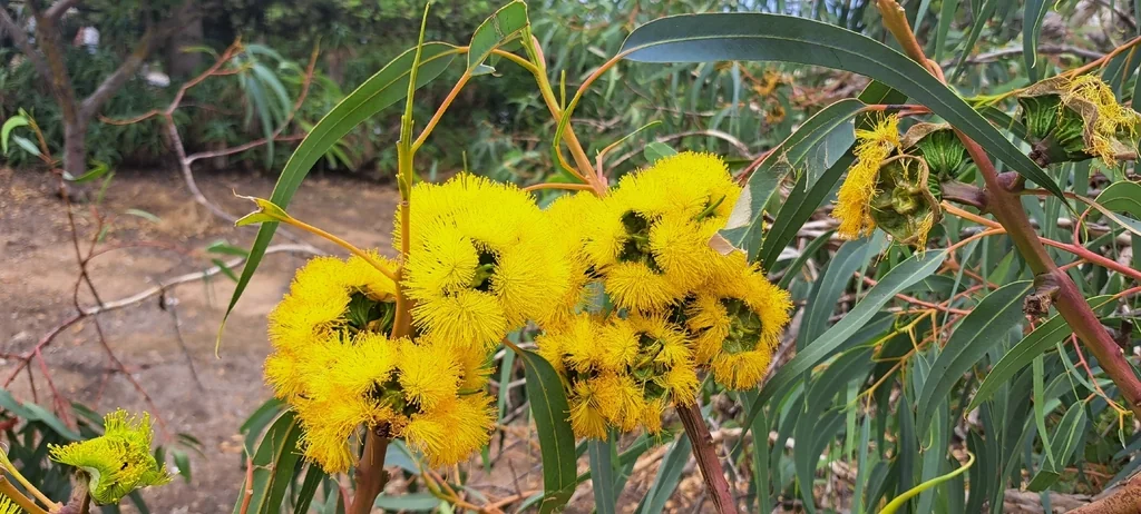 Eucalyptus Erythrocorys