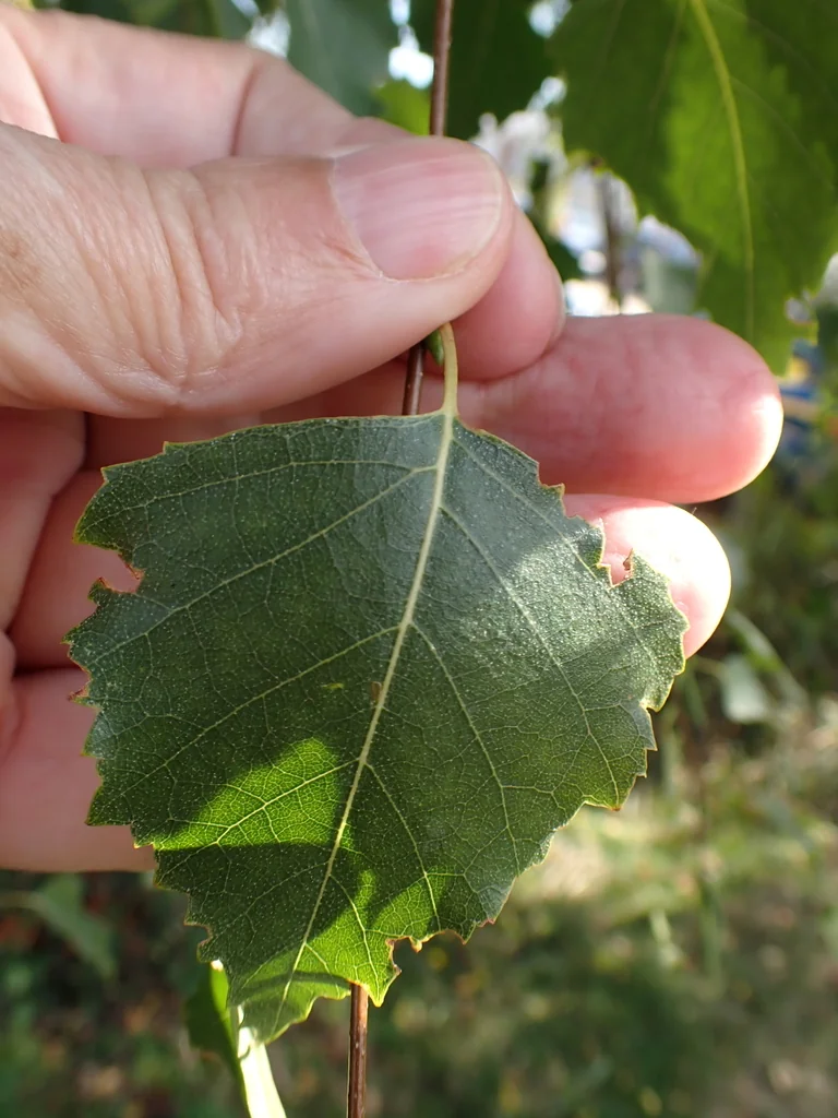 Betula Pendula