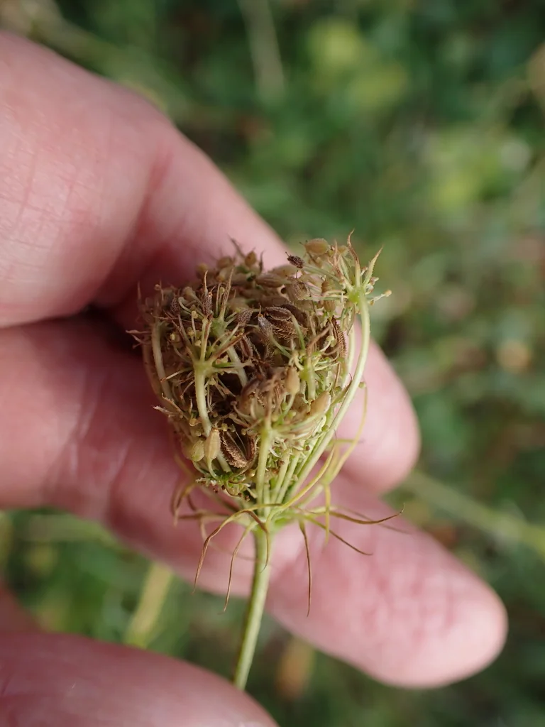 Daucus Carota