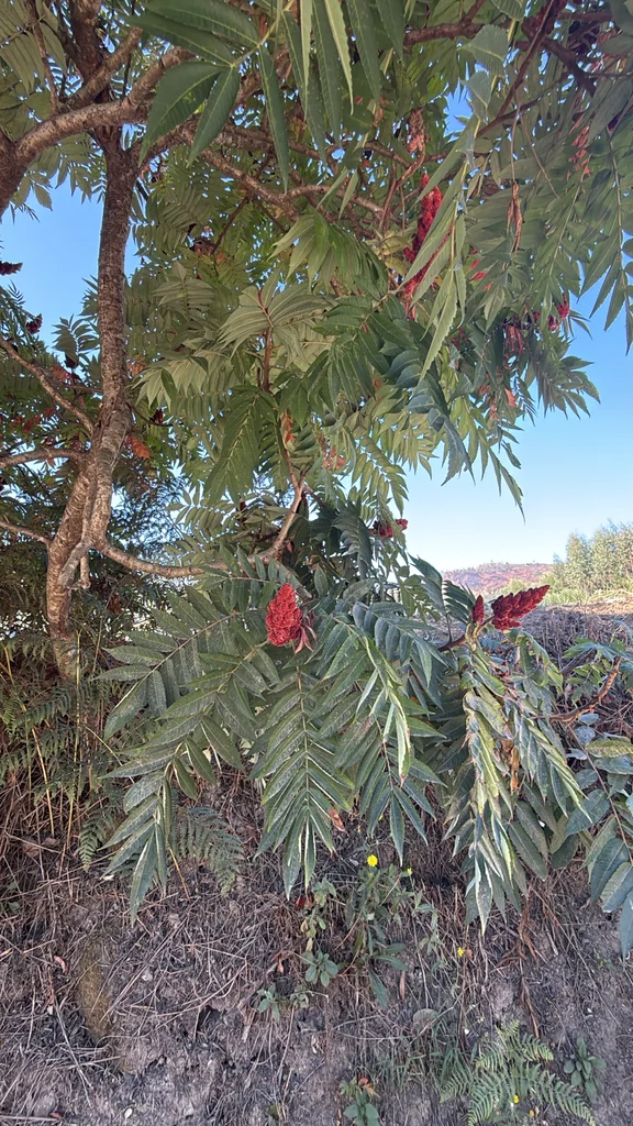 Rhus Typhina