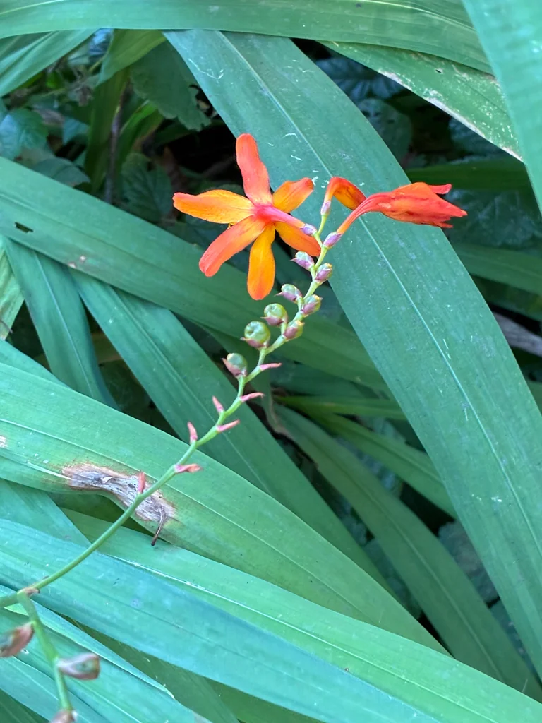 Crocosmia X Crocosmiiflora