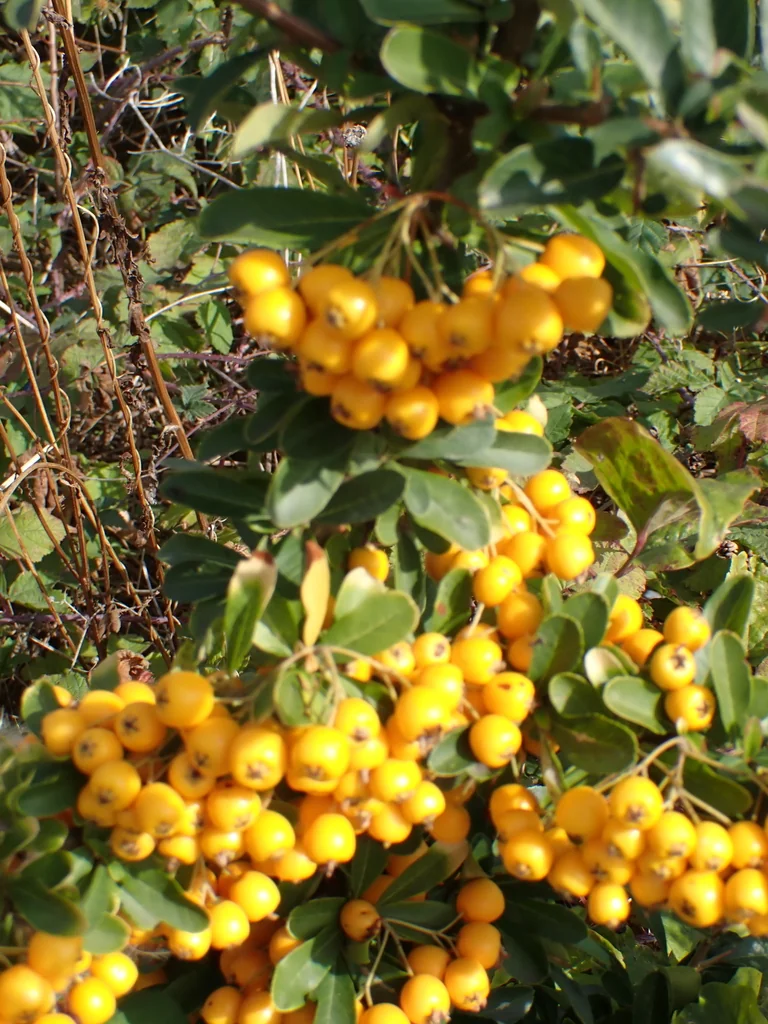 Pyracantha Coccinea