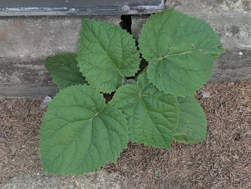Paulownia Tomentosa