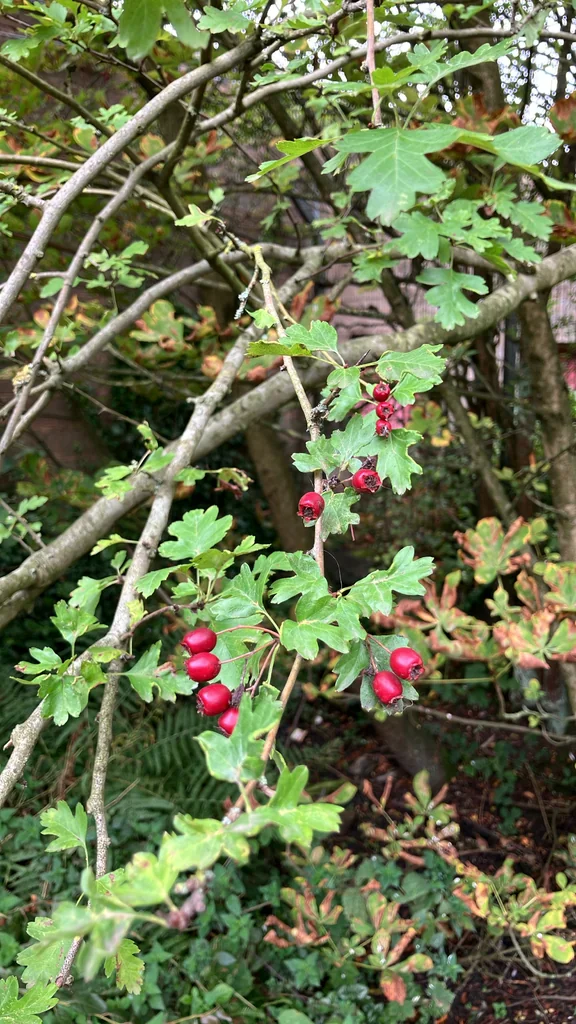 Crataegus Monogyna
