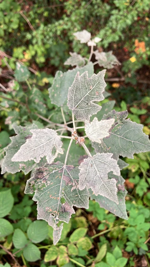 Populus Alba