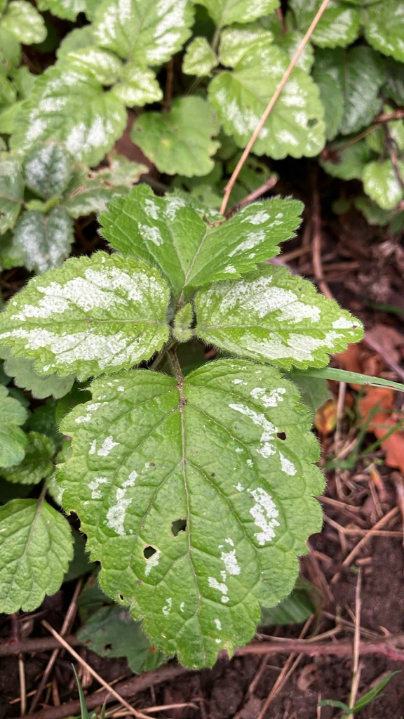 Lamium Galeobdolon