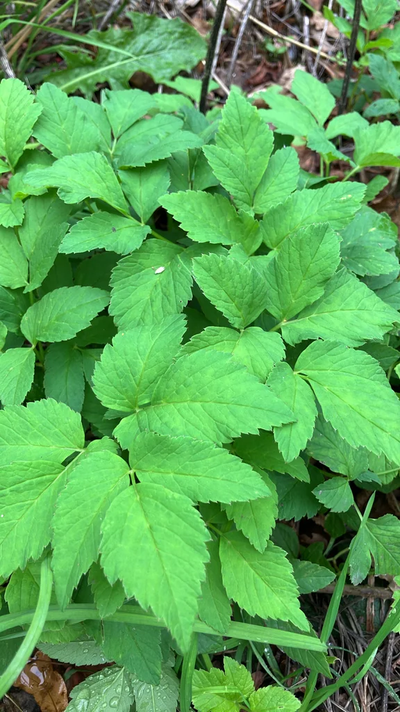 Aegopodium Podagraria