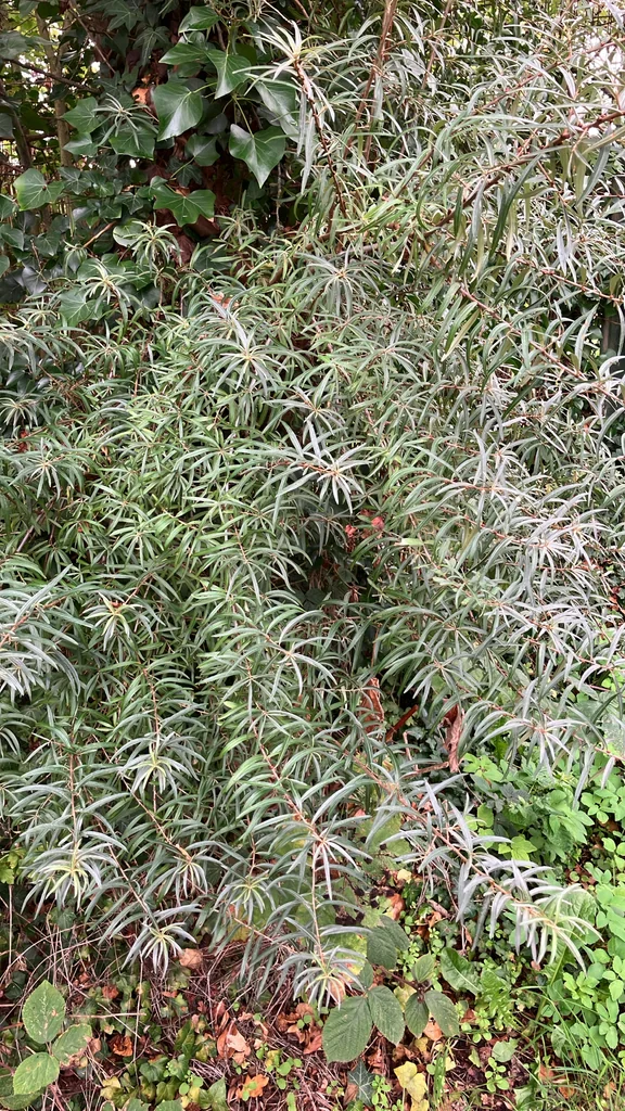 Hippophae Rhamnoides