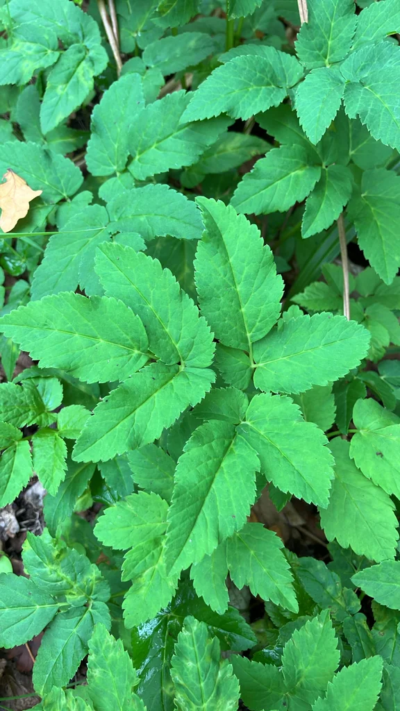 Aegopodium Podagraria