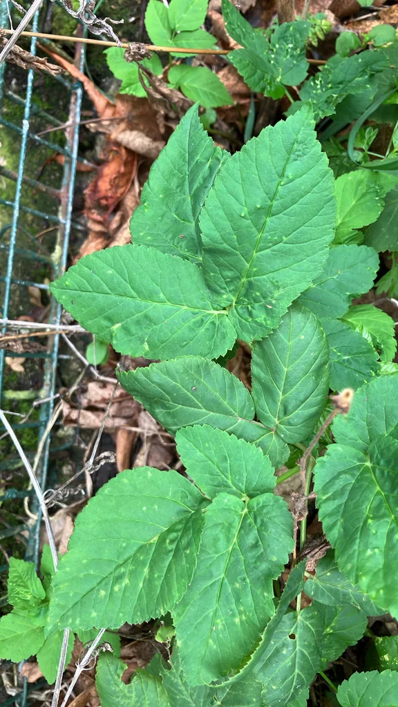 Aegopodium Podagraria