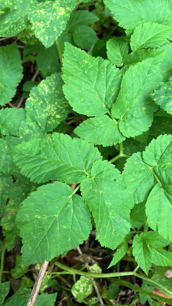 Aegopodium Podagraria