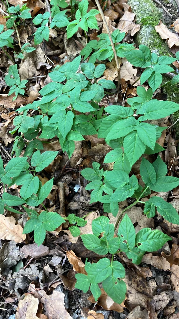 Aegopodium Podagraria